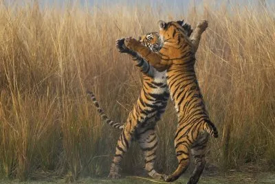 national geographic la india ante el espejo jigsaw puzzle