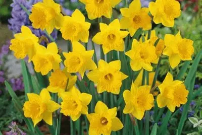 jonquilles