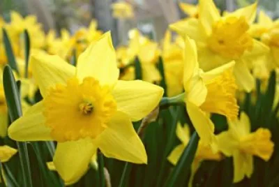 jonquilles