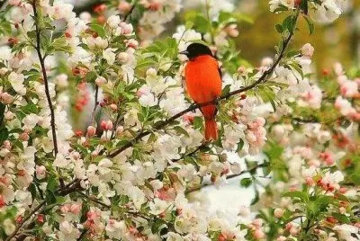 Bird