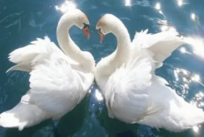 cisnes apaixonados jigsaw puzzle