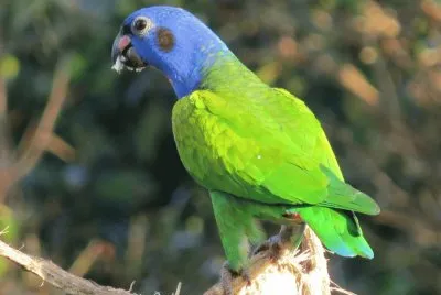 Papagaio