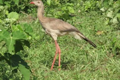 Siriema