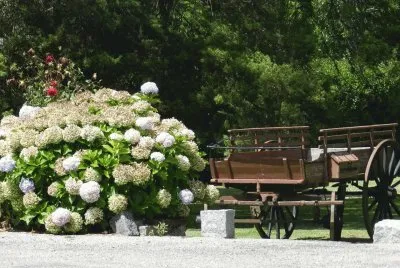 carro y flores