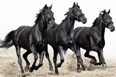 cavalos jigsaw puzzle
