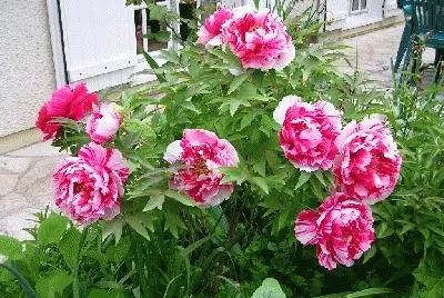 pivoines