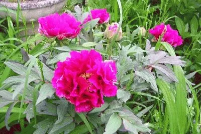 pivoines