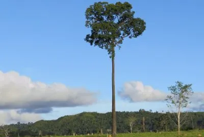 Castanheira