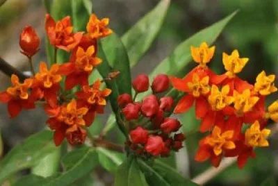 flor de seda jigsaw puzzle