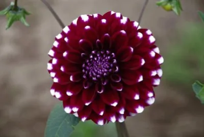 dahlia