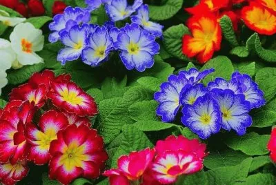 flor