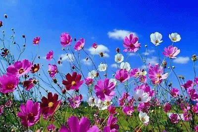 fiori