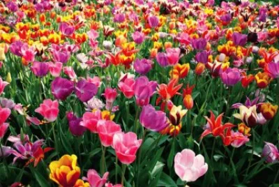 molti fiori