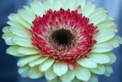 gerbera