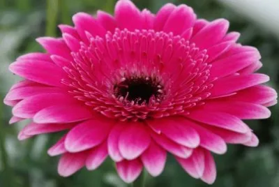 gerbera