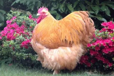 gallina