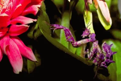 fantasy Orchid Preying Mantis