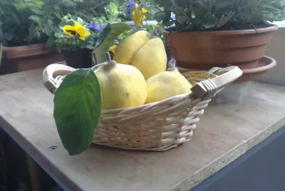 cestino di mele cotogne