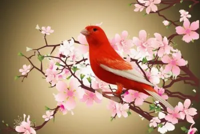 canario