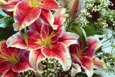 AZUCENAS. jigsaw puzzle