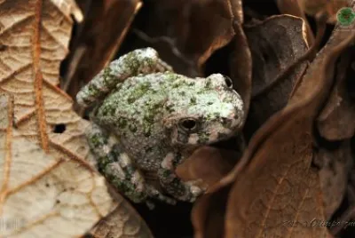Hyla arenicolor