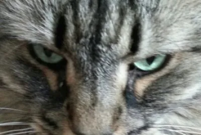 Assia 's eyes