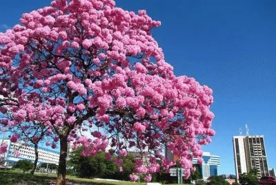 פאזל של ipÃª