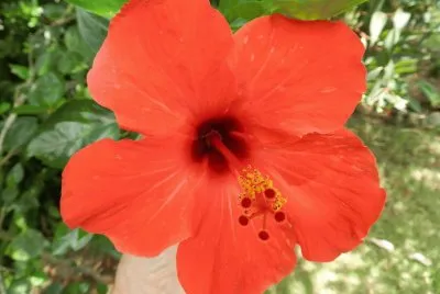 hermosa flor
