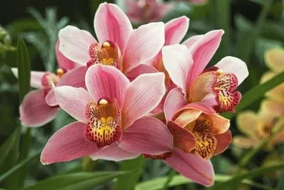 Cymbidium jigsaw puzzle