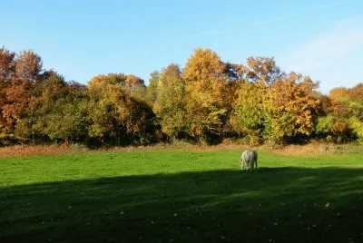 פאזל של Wayot (Theux)