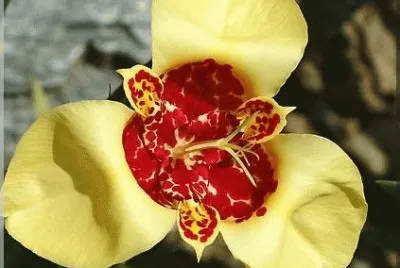 fleur