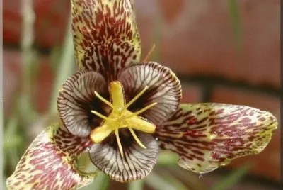 fleur