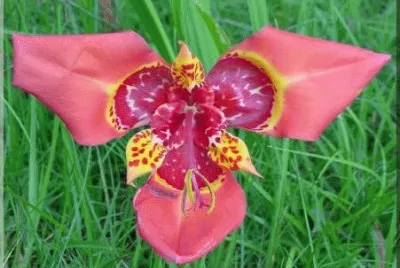 fleur