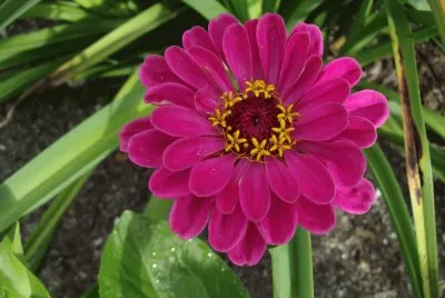 zinnia