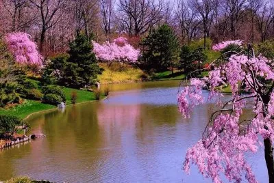 lago