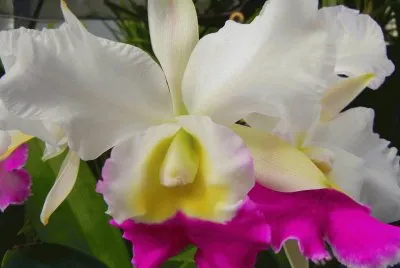 orquidea