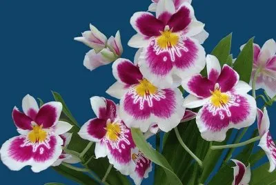 orquidea