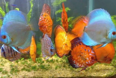 peixes