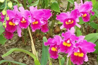orquidea