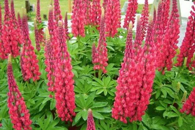 Lupinos en Ushuaia. Tierra del Fuego. Argentina