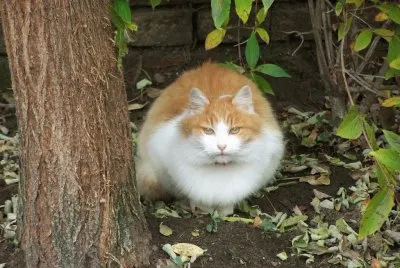 Mushi