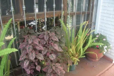ventana con flores