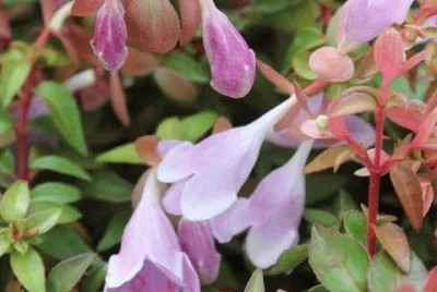 abelia