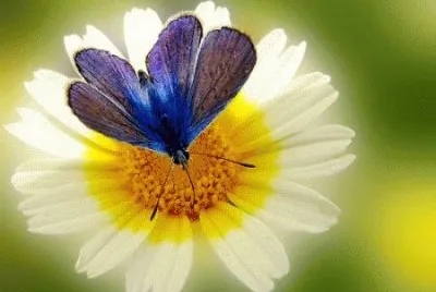 fiore