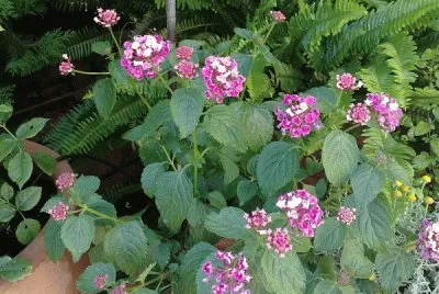 lantana jigsaw puzzle