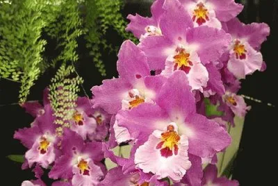 orquidea