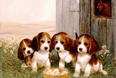 cÃ£ezinhos
