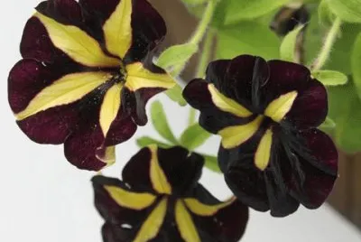 petunia