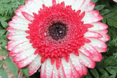 gerbera