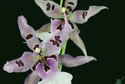 beallara